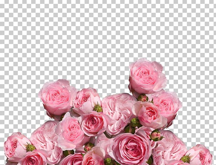 Garden Roses Cabbage Rose Pink Floribunda Flower PNG, Clipart, Aesthetics Cosmetics, Artificial Flower, Cut Flowers, Floral Design, Floribunda Free PNG Download