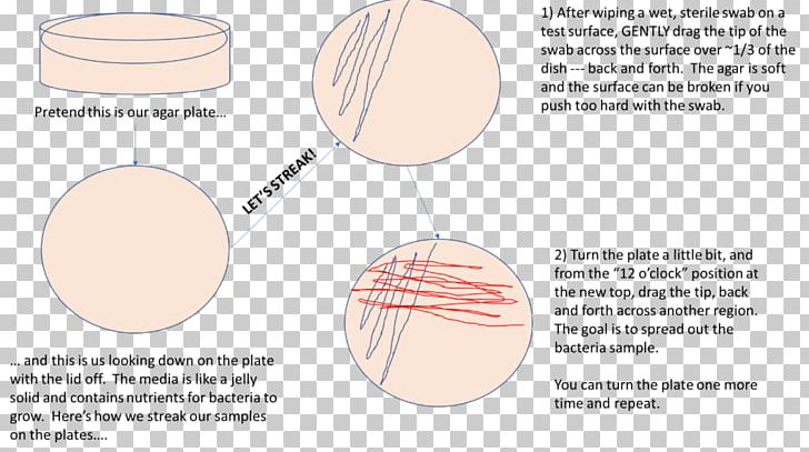 Science Fair Germ Theory Of Disease Project PNG, Clipart, Area, Child, Circle, Diagram, Education Science Free PNG Download