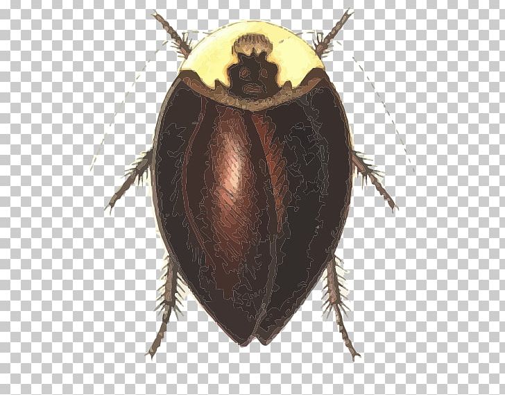 Cockroach Dung Beetle Dictyoptera Pterygota Phasmids PNG, Clipart, Animals, Arthropod, Beetle, Blaberidae, Chorisoblatta Chopardi Free PNG Download