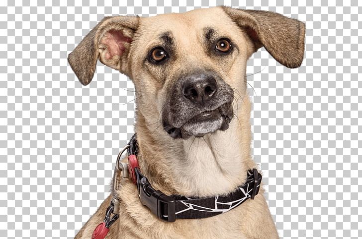 Dog Breed Dog Collar Snout PNG, Clipart, Animals, Breed, Collar, Dog, Dog Breed Free PNG Download