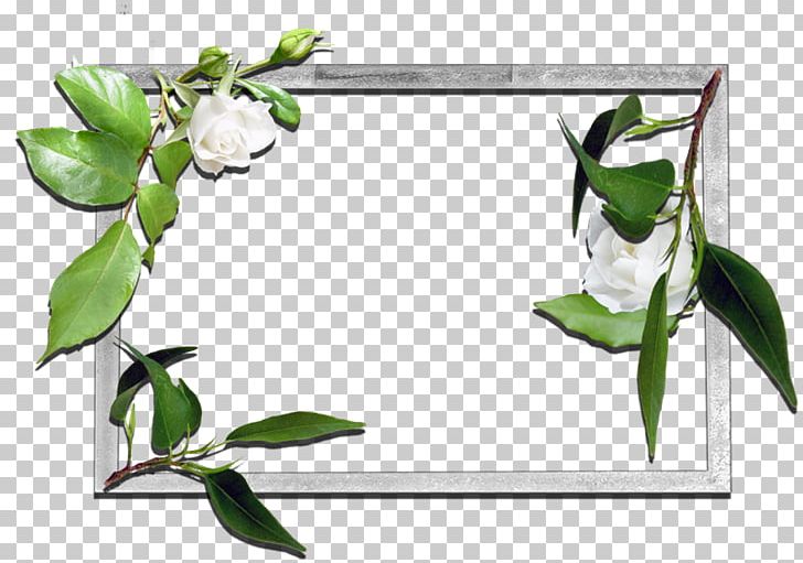 Frames Floral Design Flower PNG, Clipart, Branch, Cut Flowers, Desktop Wallpaper, Digital Image, Flora Free PNG Download