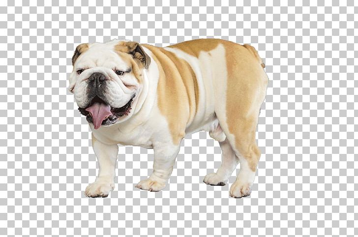 French Bulldog Pug English Cocker Spaniel Puppy PNG, Clipart, Animals, Bulldog, Carnivoran, Companion Dog, Dog Free PNG Download