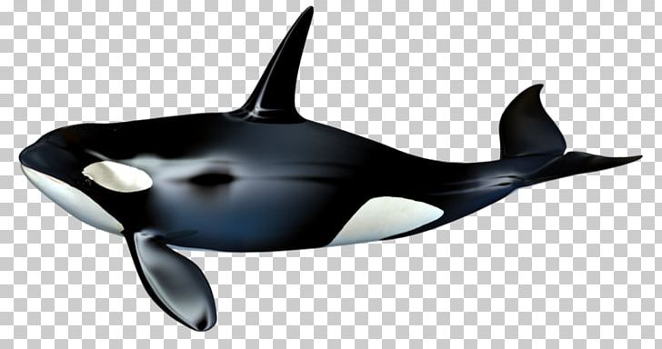The Killer Whale Cetacea PNG, Clipart, Blowhole, Bowhead Whale, Cetacea, Desktop Wallpaper, Dolphin Free PNG Download