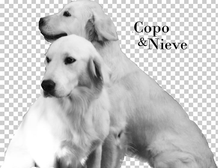 Golden Retriever Labrador Retriever Akbash Dog Puppy Dog Breed PNG, Clipart, Akbash Dog, Animals, Black And White, Breed, Carnivoran Free PNG Download