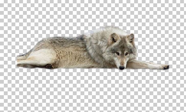 Saarloos Wolfdog Coyote Alaskan Tundra Wolf PNG, Clipart, Alaskan Tundra Wolf, Canis, Canis Lupus Tundrarum, Carnivoran, Carnivores Free PNG Download