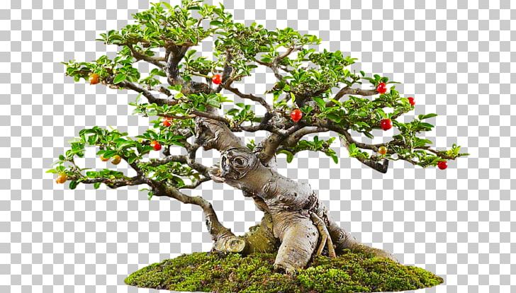 Tree Bonsai Icon PNG, Clipart, Autumn Tree, Bending, Bonsai, Cartoon, Christmas Tree Free PNG Download
