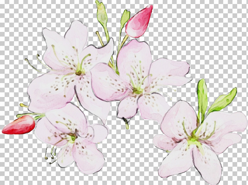 Cherry Blossom PNG, Clipart, Blossom, Branch, Cherry Blossom, Cut Flowers, Flower Free PNG Download