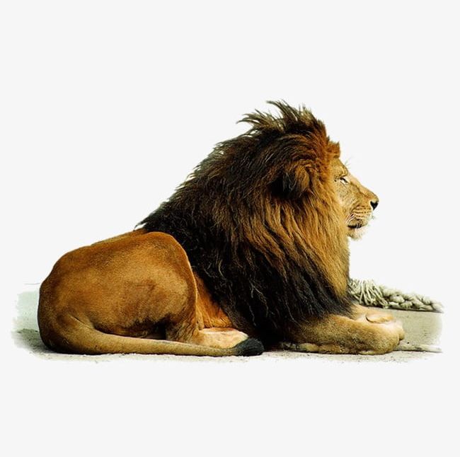 Lion PNG, Clipart, Animal, Creative, Lion, Lion Clipart, Lion Clipart Free PNG Download
