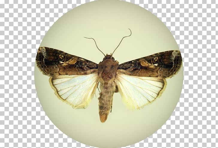 Moth Fall Armyworm African Armyworm Insect Butterfly PNG, Clipart, Animals, Arthropod, Bombycidae, Brush Footed Butterfly, European Corn Borer Free PNG Download