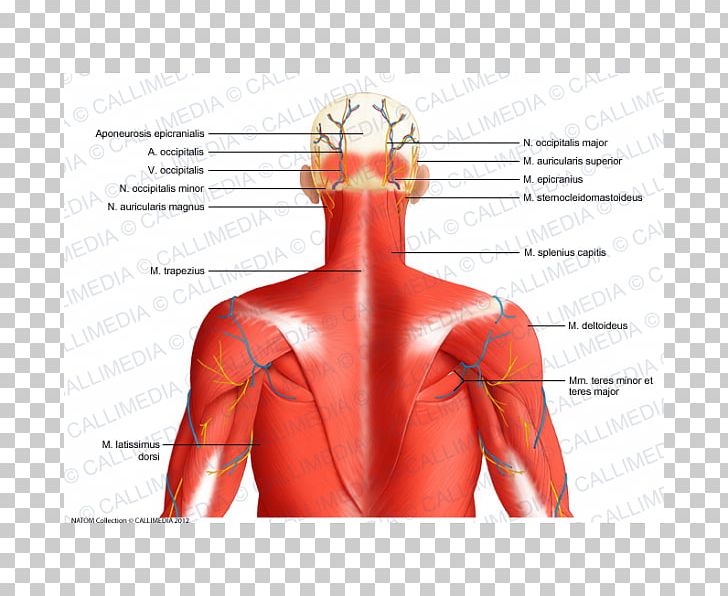 Posterior Auricular Artery Posterior Auricular Muscle Human Body Neck PNG, Clipart, Abdomen, Arm, Back, Blood Vessel, Chest Free PNG Download