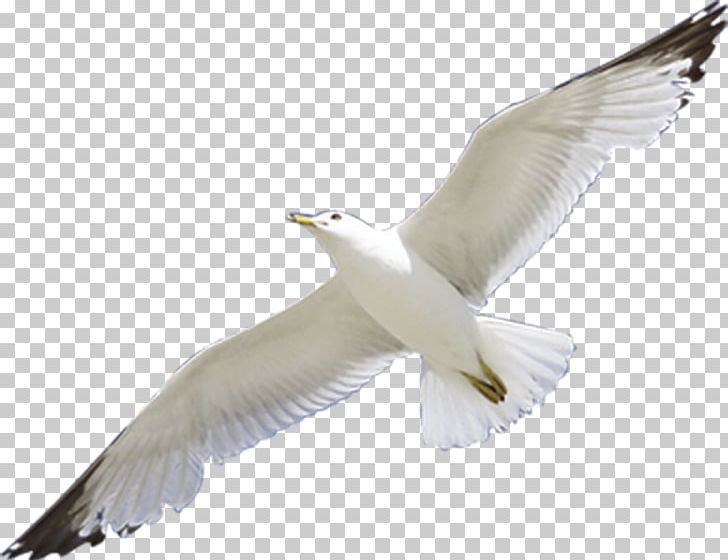 European Herring Gull Bird PNG, Clipart, American Herring Gull, Animals, Beak, Bird, Charadriiformes Free PNG Download