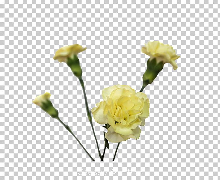 Garden Roses Carnation Yellow Cut Flowers PNG, Clipart, Artificial Flower, Bud, Burgundy, Carnation, Color Free PNG Download