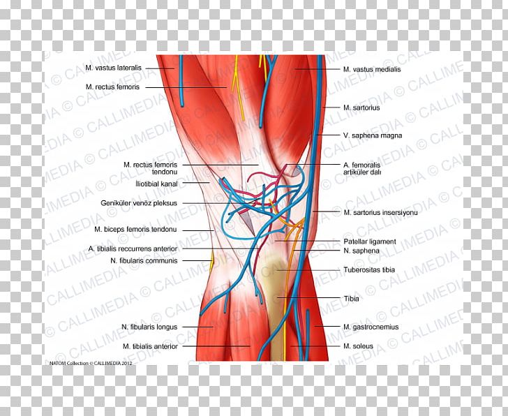 Knee Human Body Blood Vessel Nerve Nervous System PNG, Clipart, Abdomen, Anatomy, Angle, Arm, Blood Vessel Free PNG Download