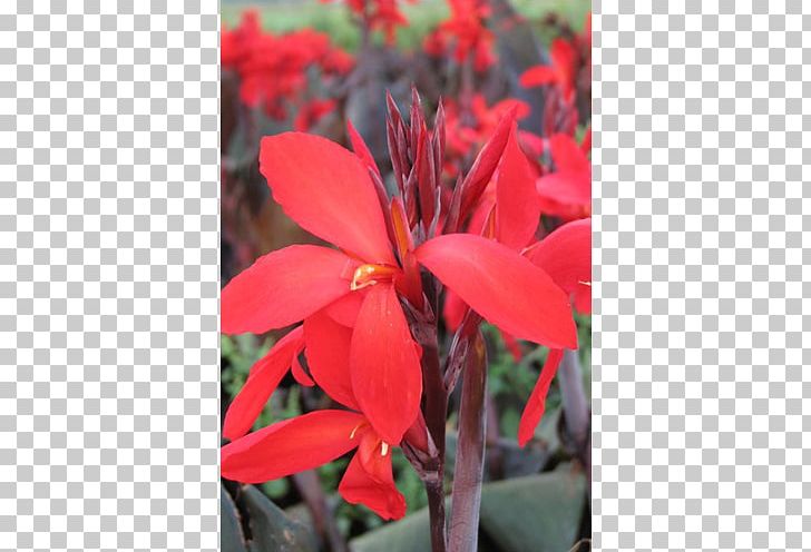 Canna Indian Shot Begonia Annual Plant Herbaceous Plant PNG, Clipart, Annual Plant, Begonia, Canna, Canna Family, Canna Lily Free PNG Download