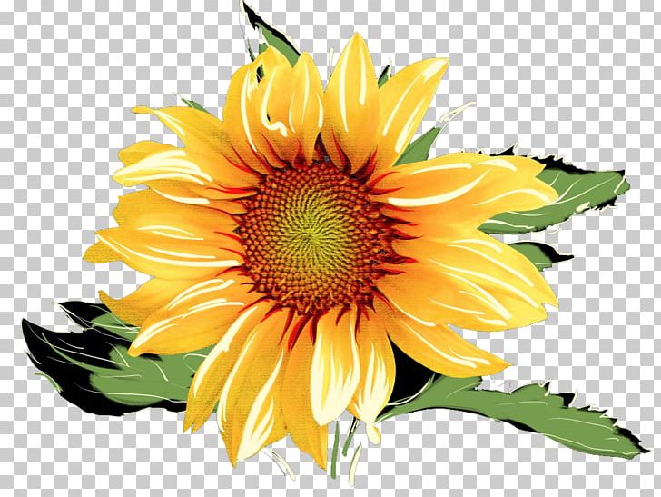 Common Sunflower Watercolor Painting PNG, Clipart, Annual Plant, Daisy Family, Encapsulated Postscript, Flower, Flowers Free PNG Download