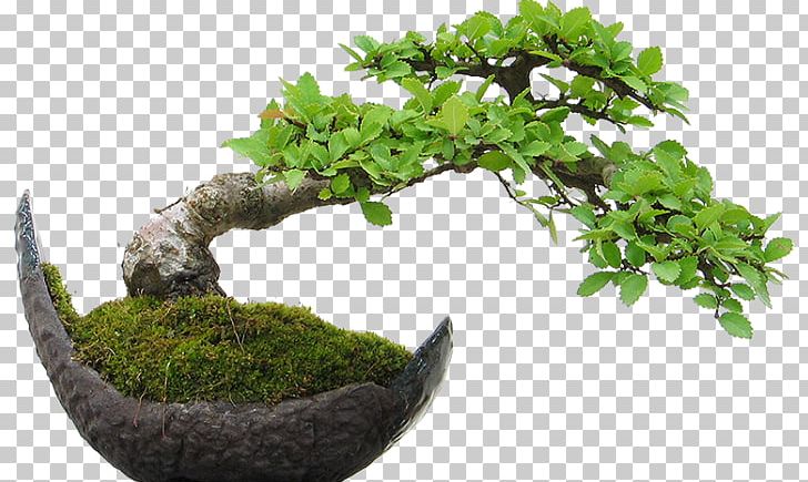 El Arte Del Bonsai Dracaena Houseplant PNG, Clipart, Arte, Beginner, Bonsai, Branch, Carob Tree Free PNG Download