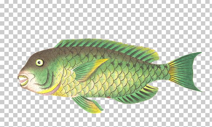 Fish Finger Tilapia Fish Stock Fish Scale PNG, Clipart, Animal, Animal Figure, Animals, Aquaculture, Cooking Free PNG Download