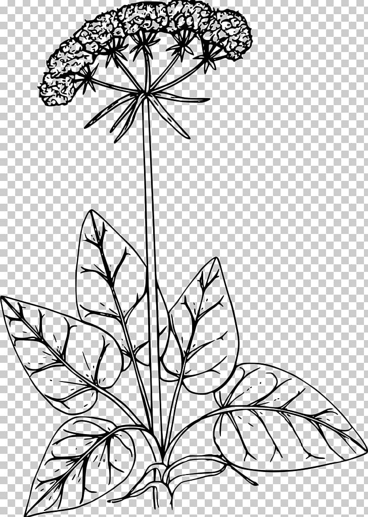 Floral Design California Buckwheat Drawing Ornamental Plant PNG, Clipart, Artwork, Black And White, Branch, Buckwheat, California Free PNG Download
