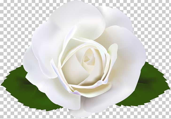 Garden Roses PNG, Clipart, Cartoon, Cut Flowers, Desktop Wallpaper, Floribunda, Flower Free PNG Download