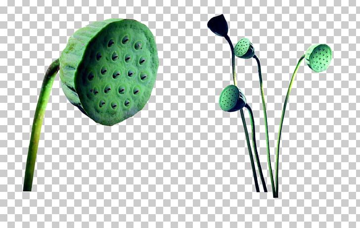 Cartoon Lotus Seed Photography PNG, Clipart, Art, Audio, Audio Equipment, Cartoon, Eggplant Free PNG Download