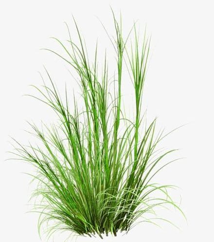 Grass PNG, Clipart, Backgrounds, Blade Of Grass, Botany, Branch, Environment Free PNG Download