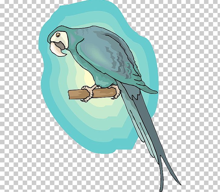 Macaw Lovebird Parrot Feather PNG, Clipart, Animals, Artwork, Beak, Bird, Bird Of Prey Free PNG Download