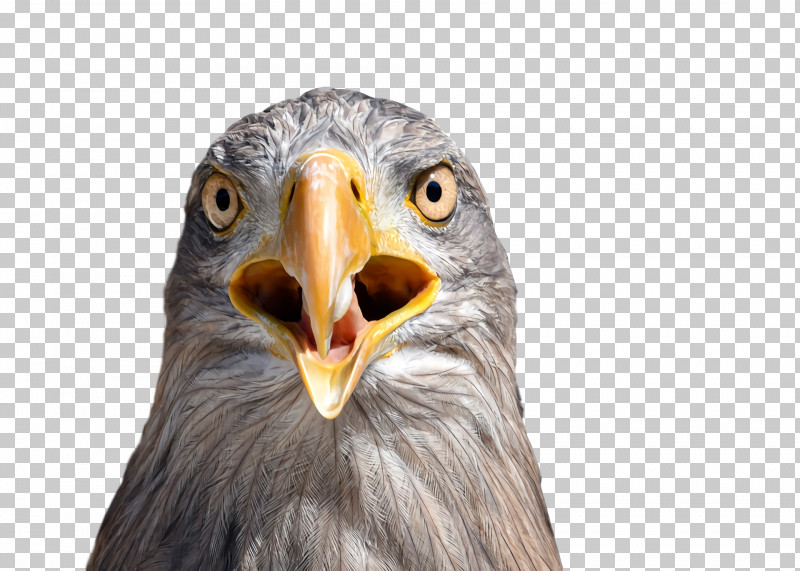 Bald Eagle Eagle Beak Owl M Close-up PNG, Clipart, Bald Eagle, Beak, Biology, Birds, Closeup Free PNG Download