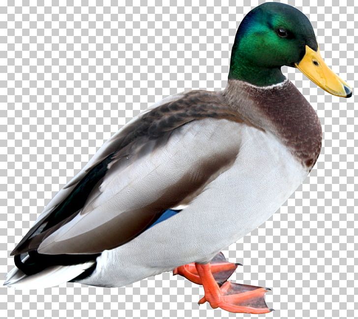 Duck American Pekin PNG, Clipart, American Pekin, Animals, Beak, Bird, Computer Icons Free PNG Download