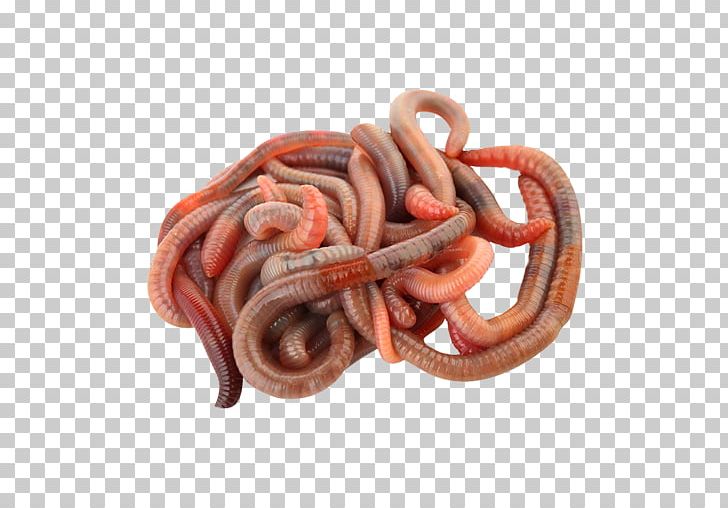 Roundworms Dracunculus Medinensis Dracunculiasis Parasitism PNG, Clipart, Animal Source Foods, Annelid, Coelom, Dracunculus, Dracunculus Medinensis Free PNG Download