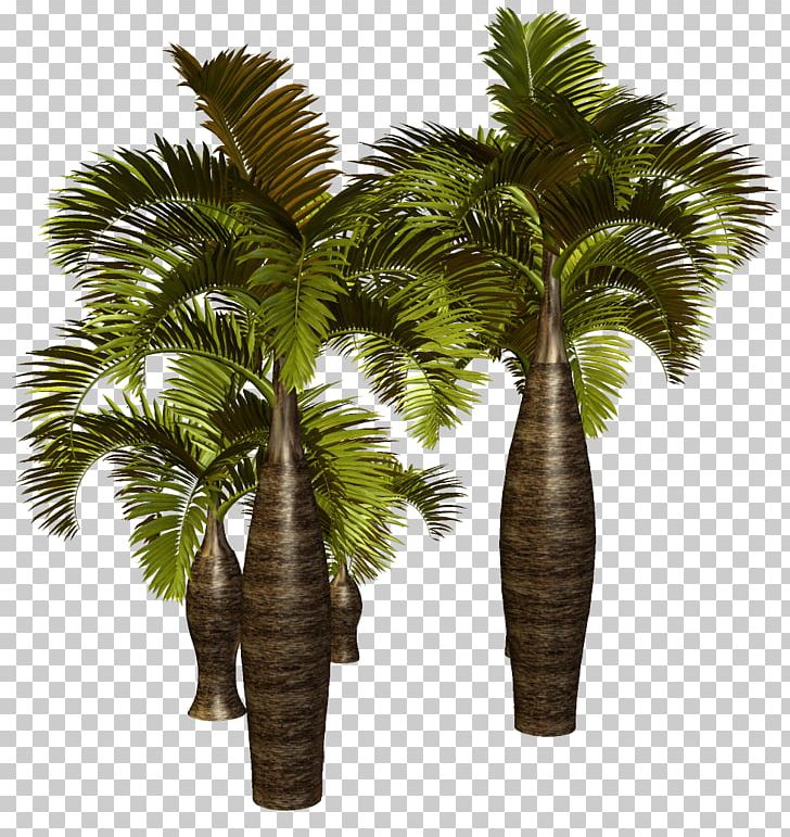Asian Palmyra Palm Arecaceae Tree PNG, Clipart, Arecaceae, Arecales, Asian Palmyra Palm, Attalea Speciosa, Borassus Free PNG Download