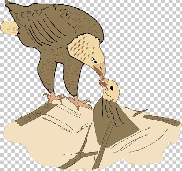 Eagle Hawk Bird Illustration PNG, Clipart, Animal, Animals, Animation, Art, Beak Free PNG Download