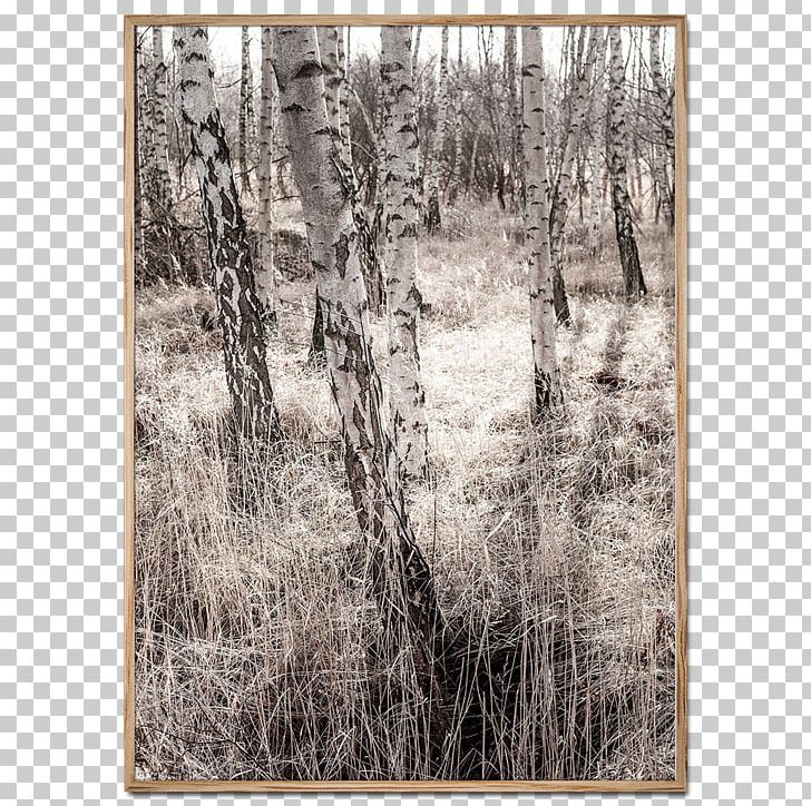 Foto Factory Poster Birkeskov VISSEVASSE Photography PNG, Clipart, Bayou, Beach, Birch, Birch Family, Black And White Free PNG Download
