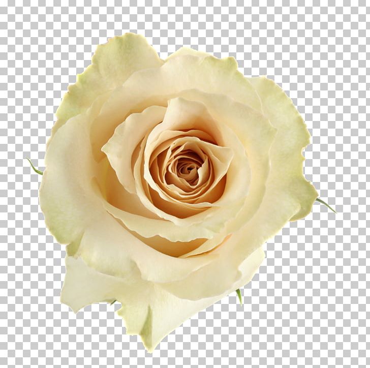 Garden Roses Cabbage Rose Floribunda Cut Flowers Flower Bouquet PNG, Clipart, Available, Cabbage Rose, Closeup, Cut Flowers, Floribunda Free PNG Download