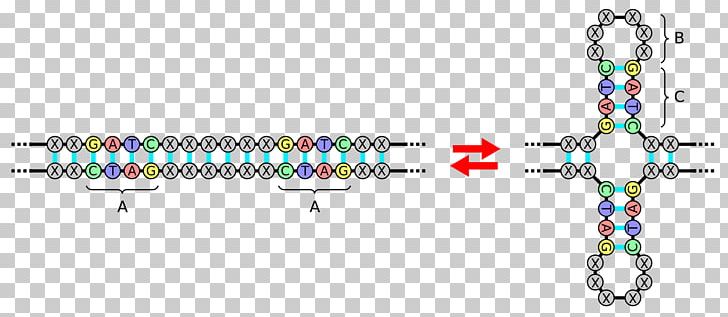 Palindromic Sequence Palindrome DNA Nucleic Acid Sequence Inverted Repeat PNG, Clipart, Body Jewelry, Complementarity, Diagram, Directionality, Dna Free PNG Download