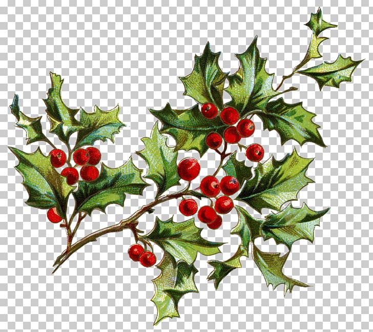 Santa Claus Christmas PNG, Clipart, Aquifoliaceae, Aquifoliales, Berries, Berry, Branch Free PNG Download