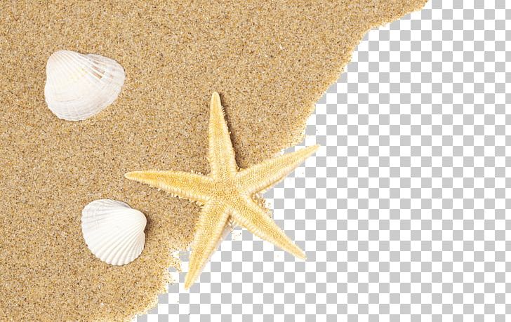 beach sand with shells png