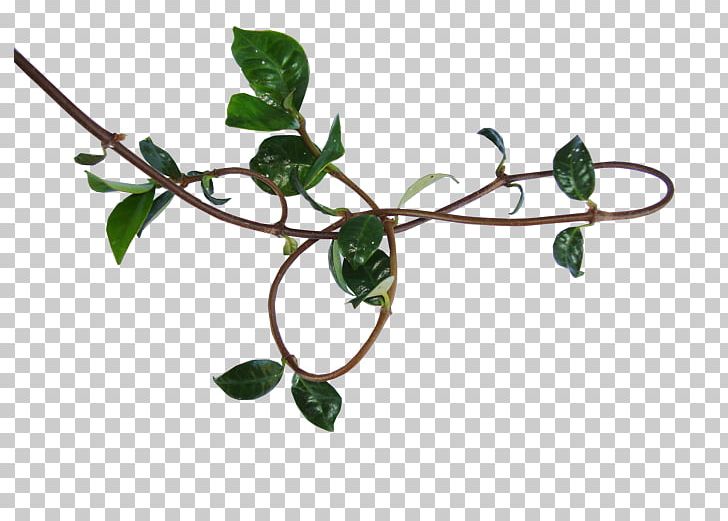 Vine Twig Plant Stem PNG, Clipart, Branch, Herbaceous Plant, Ivy, Leaf, Miscellaneous Free PNG Download