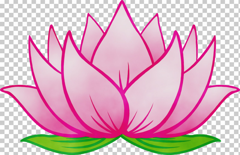 Lotus PNG, Clipart, Aquatic Plant, Flower, Lotus, Lotus Family, Paint Free PNG Download