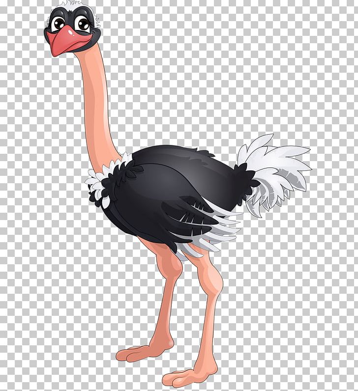 Common Ostrich Bird Albom PNG, Clipart, Albom, Animal, Animals, Apple Watch, Asuka Free PNG Download
