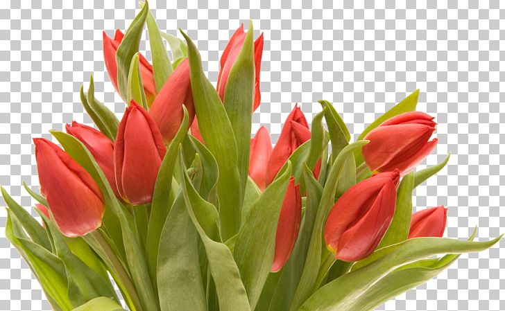 ЖК "Затишок" Flower Bouquet Tulip PNG, Clipart, Bud, Cut Flowers, Desktop Wallpaper, Floral Design, Florist Free PNG Download
