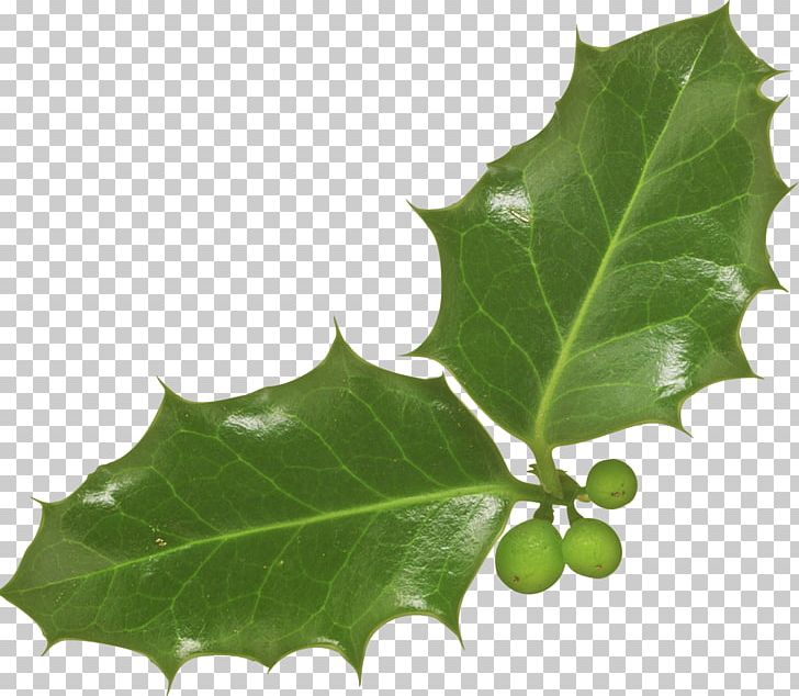 Igloo Leaf Light Aquifoliaceae PNG, Clipart, Animals, Aquifoliaceae, Aquifoliales, Arm, Branch Free PNG Download