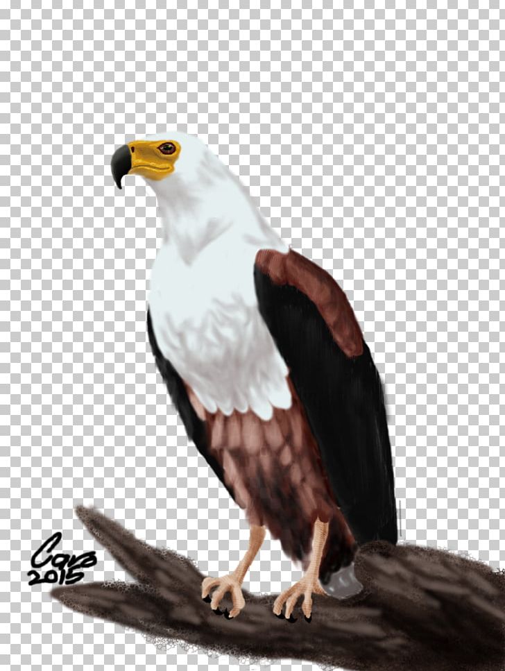 Bald Eagle Bird African Fish Eagle White-tailed Eagle PNG, Clipart, Accipitriformes, African Fish Eagle, Animals, Bald Eagle, Beak Free PNG Download