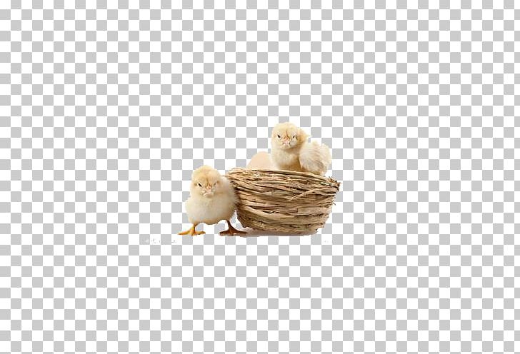 Chicken Bird Photography PNG, Clipart, Animal, Animal Feed, Animals, Beige, Bird Free PNG Download