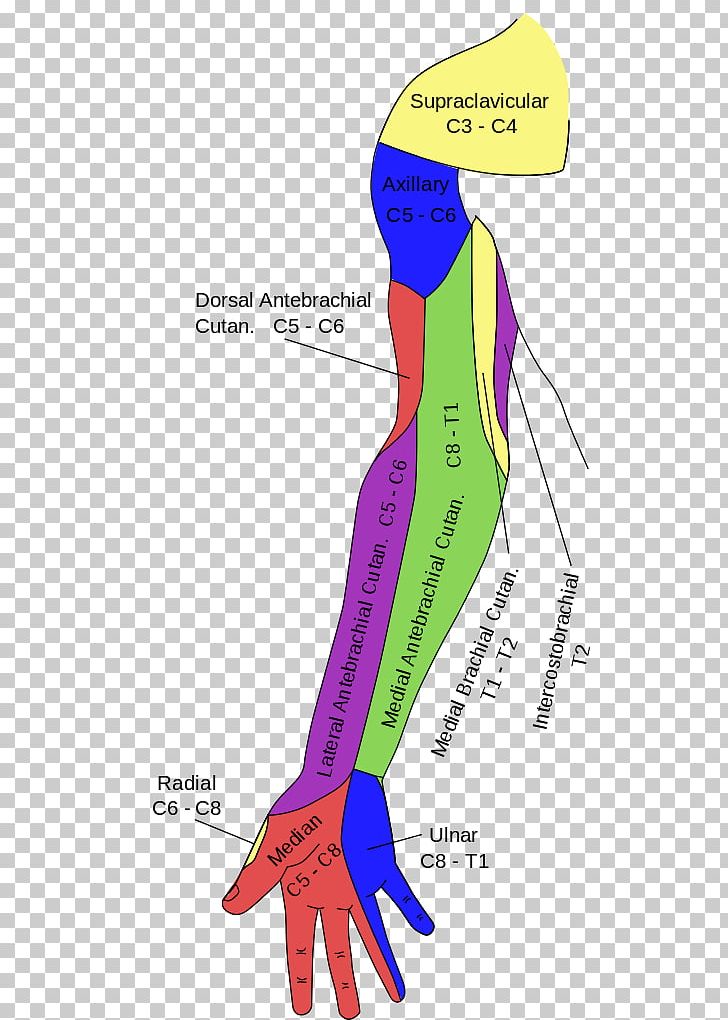 Gray's Anatomy Median Nerve Ulnar Nerve Axillary Nerve PNG, Clipart,  Free PNG Download