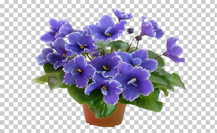 Houseplant Flowerpot Internet PNG, Clipart, 20 December, 2016, Annual Plant, Bellflower, Bellflower Family Free PNG Download