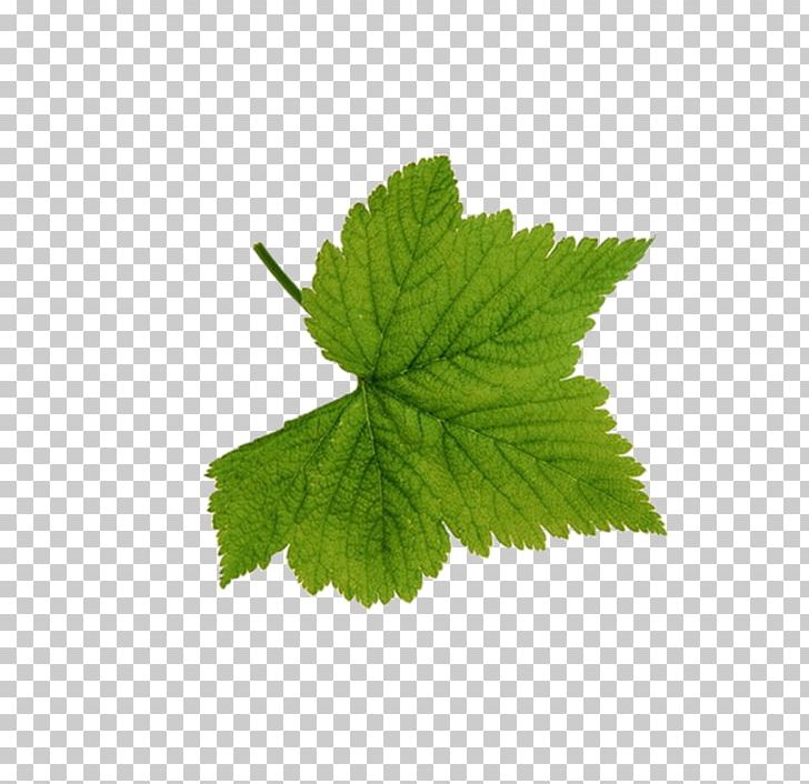 Look At Leaves Leaf Green PNG, Clipart, Autumn Leaf Color, Autumn Leaves, Banana Leaves, Blade, Clip Art Free PNG Download