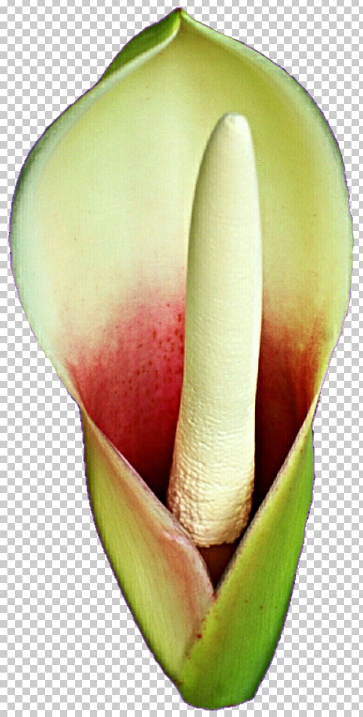 Arum Lilies Melon Fruit PNG, Clipart, Alismatales, Arum, Arum Family, Arum Lilies, Bud Free PNG Download