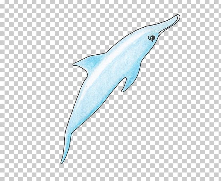 Common Bottlenose Dolphin Short-beaked Common Dolphin Tucuxi Rough-toothed Dolphin Spinner Dolphin PNG, Clipart, Biology, Bottlenose Dolphin, Fauna, Mammal, Marine Biology Free PNG Download
