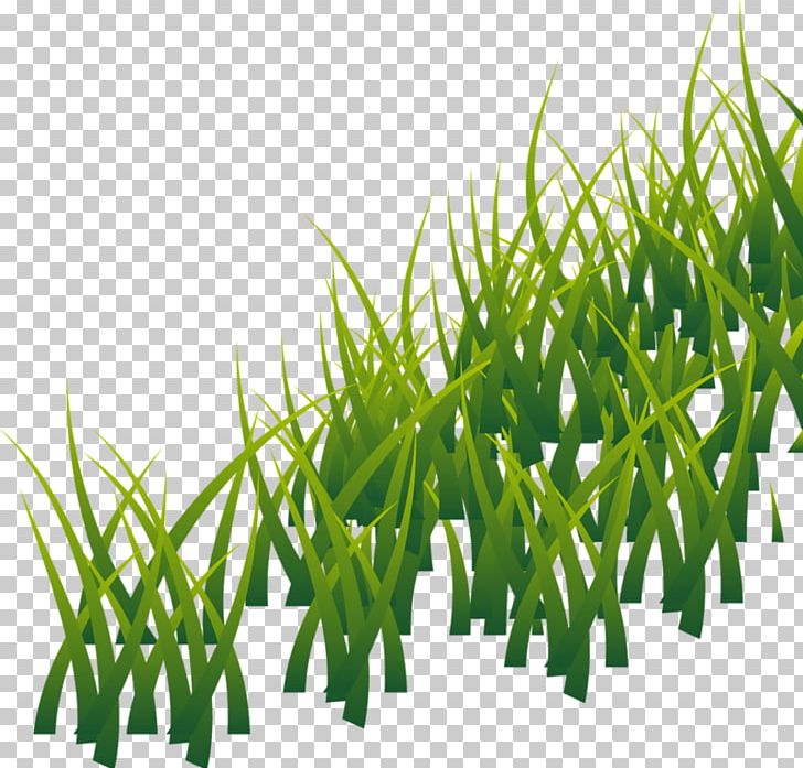 Grass Lawn Photography PNG, Clipart, Blog, Commodity, Download, Garden, Grass Free PNG Download