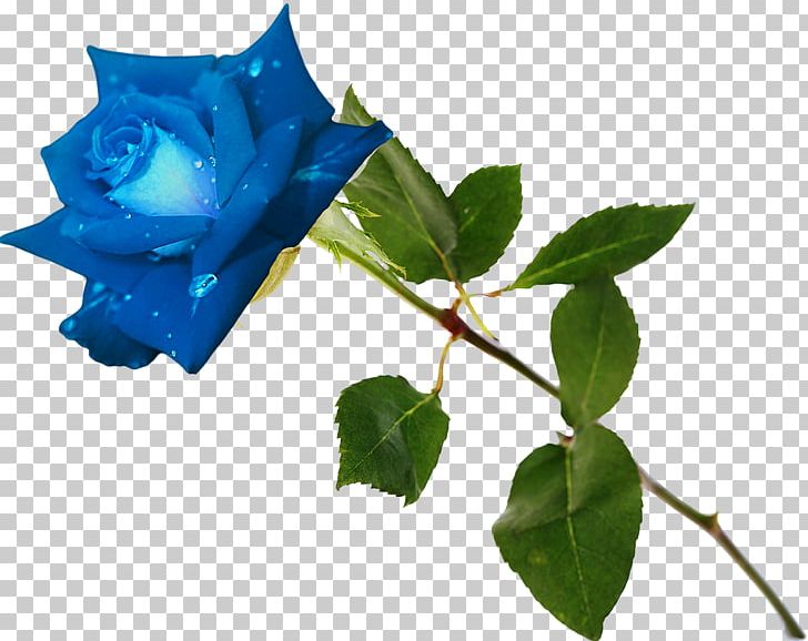 Blue Rose Garden Roses Flower Rosa Gallica PNG, Clipart, Blue, Blue Rose, Cobalt Blue, Color, Flower Free PNG Download